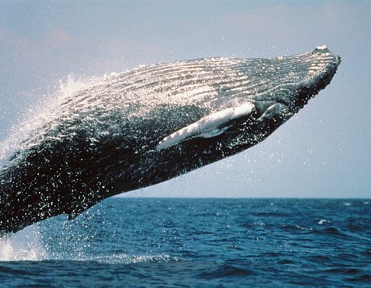 Photo of whale jumping out of the water