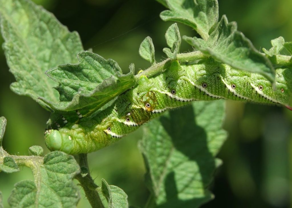 Photo of bug eating plant