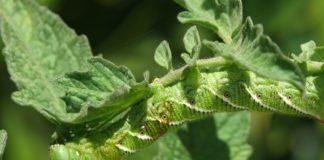 Photo of bug eating plant
