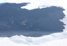 Photo of a group of whales swimming in arctic water