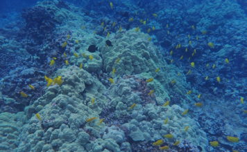 Photo of Coral
