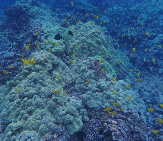 Photo of Coral