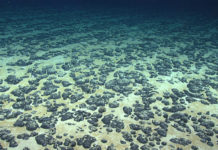 A rush is on to mine the deep seabed Photo of mineral deposits on the ocean floor