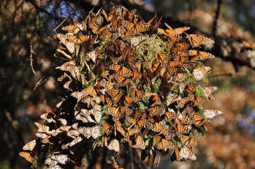 Photo of Monarch butterflies sitting together on a plant