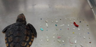 Photo of deceased turtle.