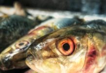 Photo of sardines