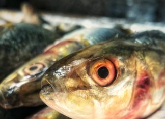 Photo of sardines