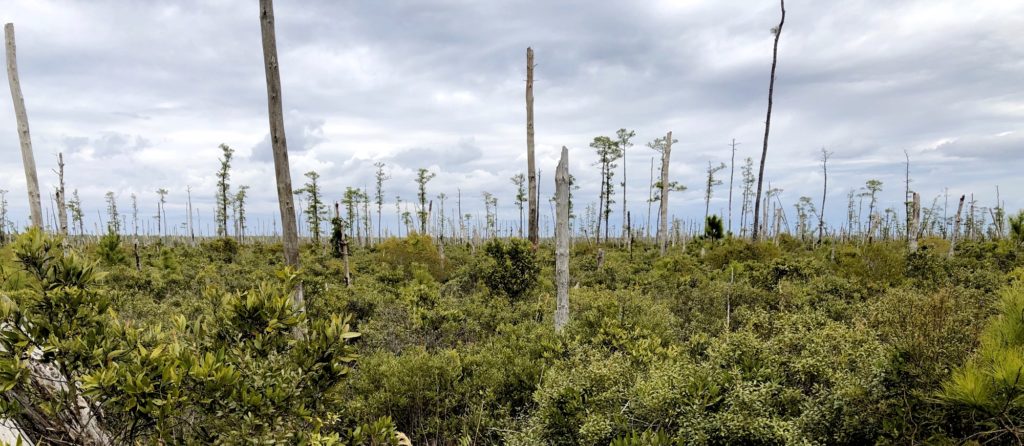 Photo of trees damaged by salt water