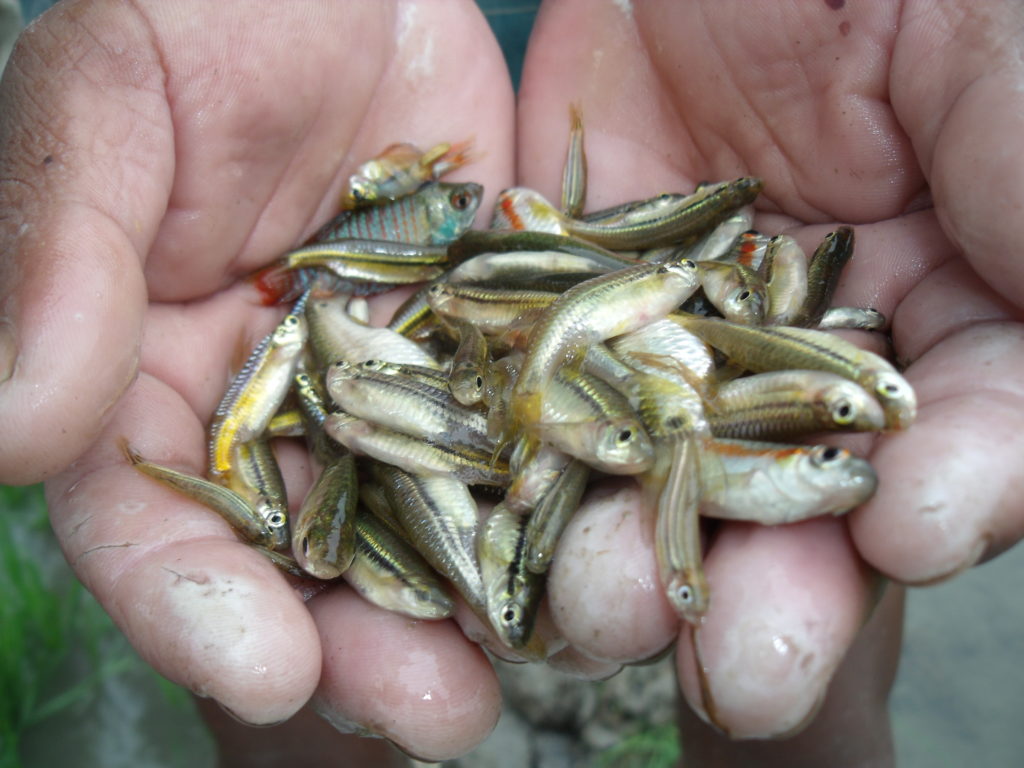 Photo of small fish