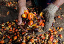Photo of palm fruit