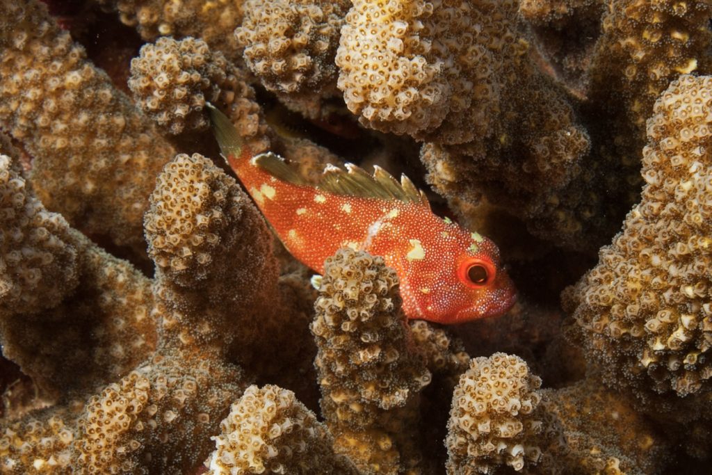 Phto of fish swimming among coral