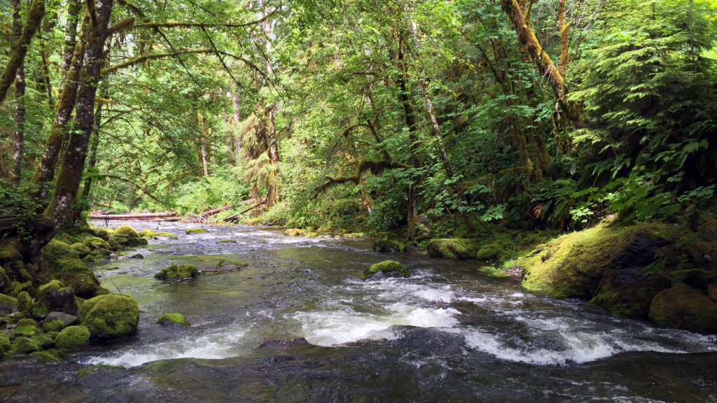 Photograph of a stream running through a forest
