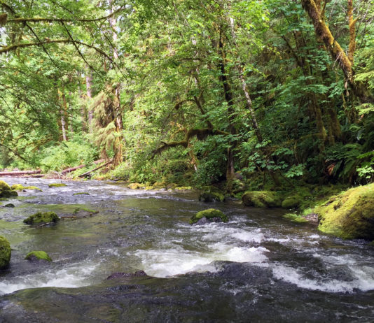 Photograph of a stream running through a forest