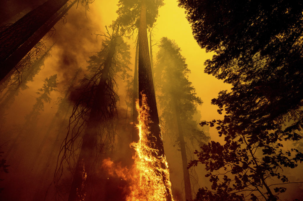 Photo of burning tree inside forest fire