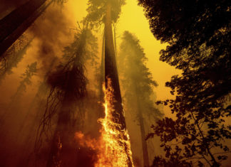 Photo of burning tree inside forest fire