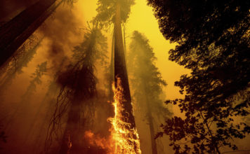 Photo of burning tree inside forest fire