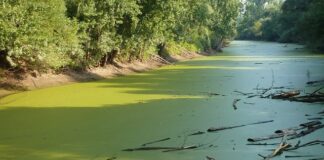 Photo of a small lake covered in algae.