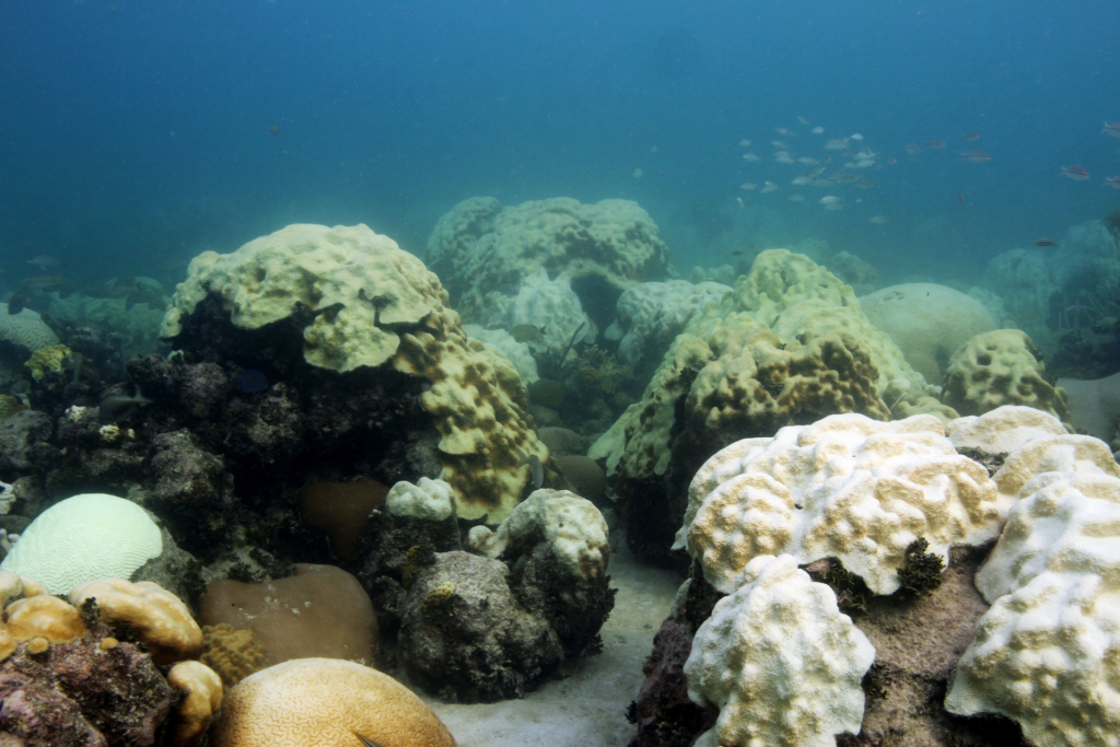 Photo of bleached coral