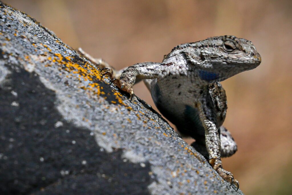 Photo of a lizard on a rock