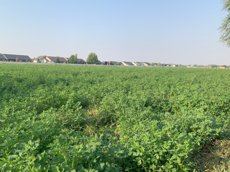 Photo of a farm field near rhomes.